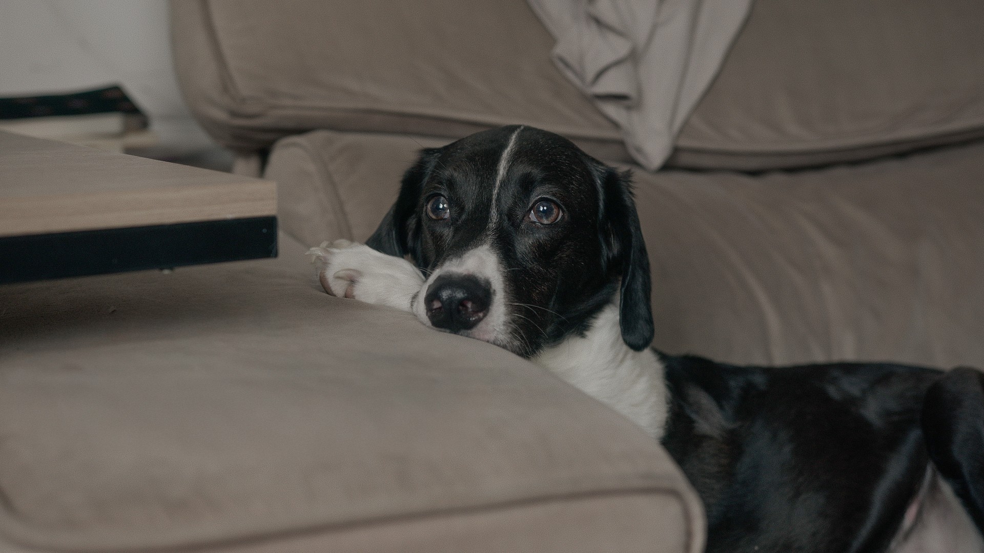 O cão Otávio em O Que Fica (Divulgação / Atrás da Moita Filmes)